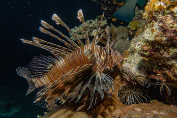 Lion fish in the Red Sea colorful fish, Eilat Israel