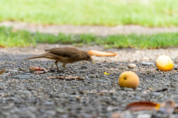 Clay-colored Thrush (Turdus grayi) in Costa Rica