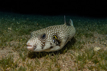 Fish swim in the Red Sea, colorful fish, Eilat Israel © yeshaya