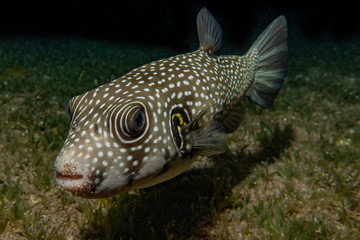 Fish swim in the Red Sea, colorful fish, Eilat Israel © yeshaya