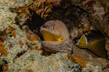 Moray eel Mooray lycodontis undulatus in the Red Sea, eilat israel