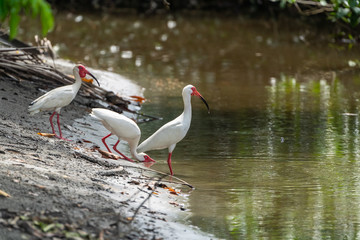 American White Ibis (Eudocimus albus) in Costa Rica