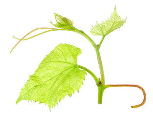 Fresh Green Grape Leaf isolated on white background