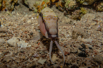 squid in the Red Sea Colorful and beautiful, Eilat Israel