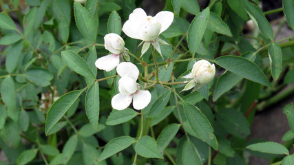 Small white flowers in summer garden