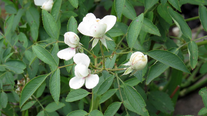Small white flowers in summer garden