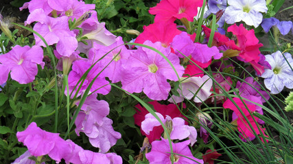 Colourful diferent flowers in flower bed im the garden