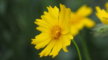 Yellow wildflower close up on blured background
