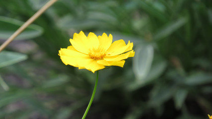 Yellow wildflower close up on blured background