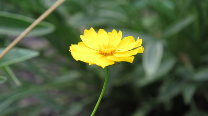 Yellow wildflower close up on blured background