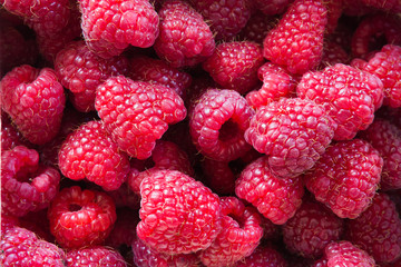 Many ripe raspberry as background. Close up.