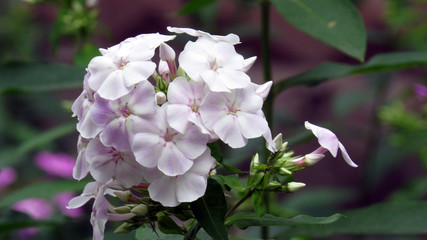 Small violet flowers in flower bed
