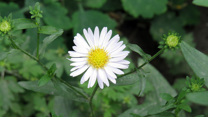 chamomile close up in summer garden