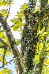 Red-crowned Woodpecker (Melanerpes rubricapillus) in Costa Rica