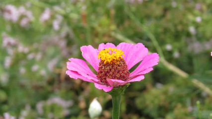 Zinnia flowers in summer flower bed