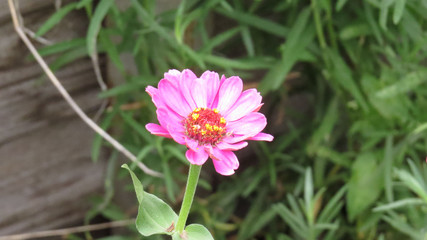 Zinnia flowers in summer flower bed