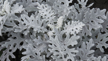 Grey decorative plant in flower bed close up