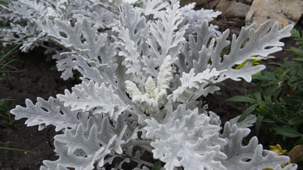 Grey decorative plant in flower bed close up