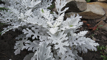 Grey decorative plant in flower bed close up