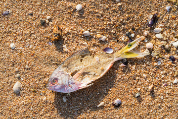 Dead fish at shore