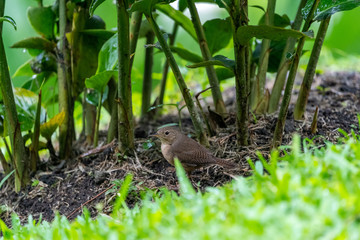 House Wren (Troglodytes aedon) in Costa Rica