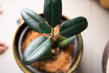 ficus elastica plant in a natural handmade vase, rubber plant,  background leaf.