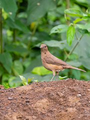 Clay-colored Thrush (Turdus grayi) in Costa Rica