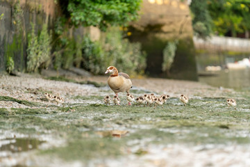 Egyptian goose (Alopochen aegyptiacus) family, taken in the UK