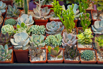 Rare tropical plants in pots on the table. Small flowerpots in the nursery. Exclusive mini plants.