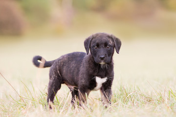 Cão Fila de São Miguel Welpe im Herst