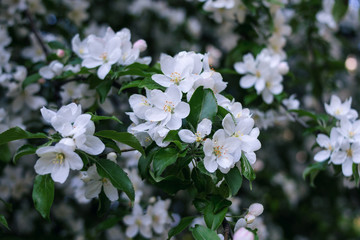  bloom