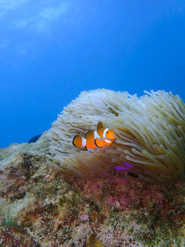 Closeup and macro shot of the Western Clownfish or Anemonefish during a leisure dive in Tunku Abdul Rahman Park, Kota Kinabalu, Sabah. Malaysia, Borneo.      