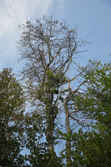 Toter Baum
