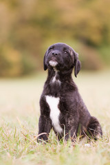 Hunderasse Cão Fila de São Miguel Welpe im Herst