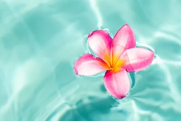 Zelfklevend Fotobehang Tropical flower frangipani plumeria, Leelawadee floating in the water. The spa pool. Peace and tranquility. © Евгения Медведева