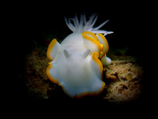 Closeup and macro shot of nudibranch Ardeadoris egretta during a leisure diving in Tunku Abdul...