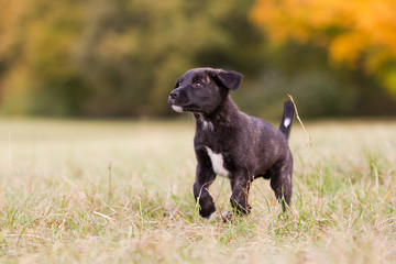 Cão Fila de São Miguel Welpe im Herst