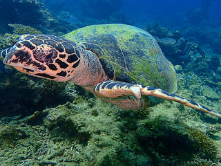 Closeup with the Hawksbill sea turtle during a leisure dive in Tunku Abdul Rahman Park, Kota Kinabalu. Sabah, Malaysia. Borneo.