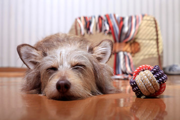 Cute sleeping dog lying on the floor next to the ball