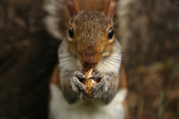 Squirrel holds a peanuts in the park, horizontal picture