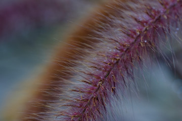 Macro photo. Pennisetum bristly in the garden close-up. Beautiful fluffy flower