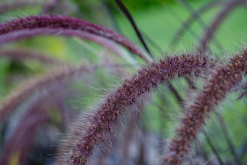 Macro photo. Pennisetum bristly in the garden close-up. Beautiful fluffy flower