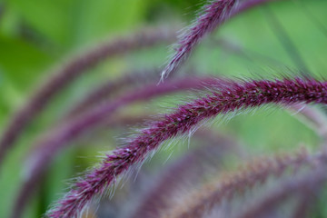 Macro photo. Pennisetum bristly in the garden close-up. Beautiful fluffy flower