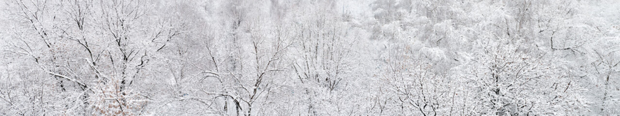 panorama of the winter forest