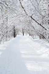 Road in winter forest