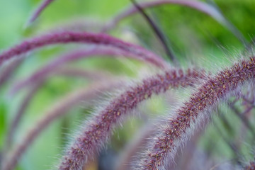 Macro photo. Pennisetum bristly in the garden close-up. Beautiful fluffy flower