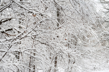 tree branches in the snow