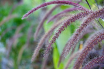 Macro photo. Pennisetum bristly in the garden close-up. Beautiful fluffy flower