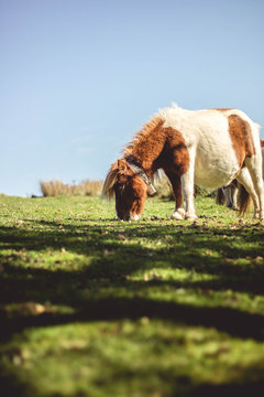 Cheval basque Pottok dans la montagne