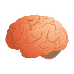 Human brain on a white background vector illustration